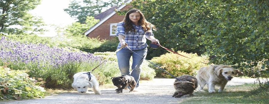 Professional Dog Walkers